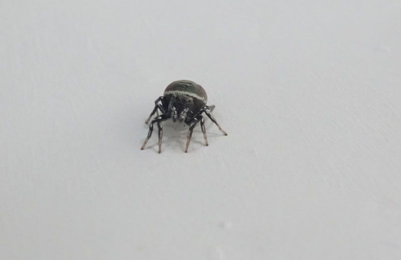 probabile: Heliophanus kochii (femm.) - Salticidae